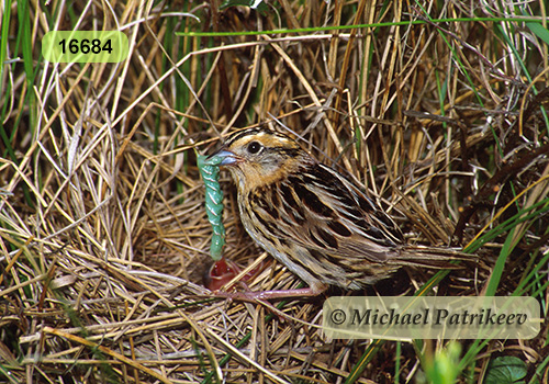 Le Conte's Sparrow (Ammodramus lecontei)